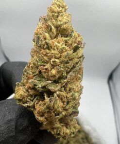 Royal Highness