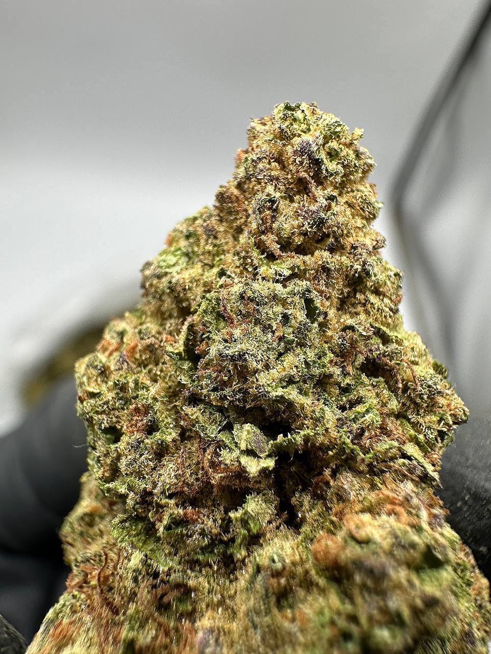 Mimosa