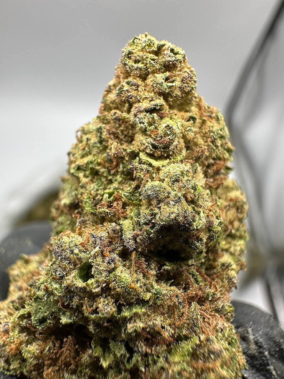 Mimosa - Image 2