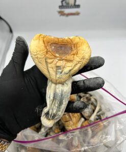 PENIS ENVY MUSHROOMS